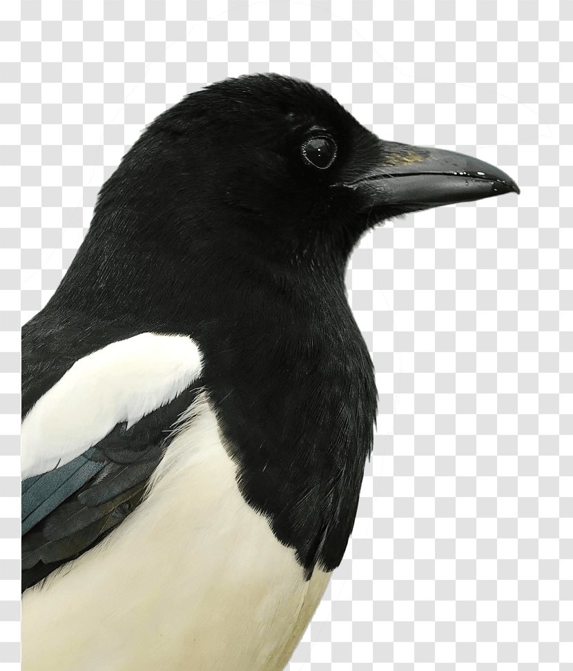 Eurasian Magpie Alserkal Avenue American Crow United Arab Emirates - Neck Transparent PNG