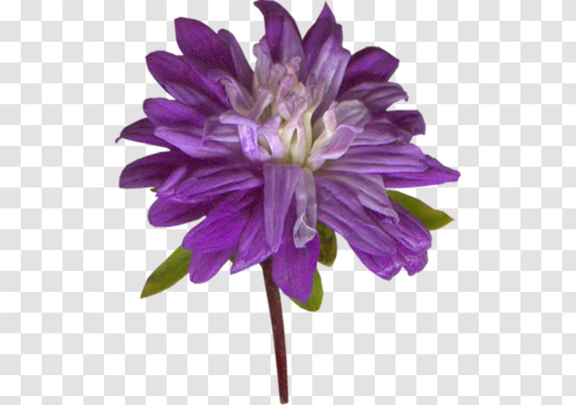 Plant Stem 0 Cut Flowers Herbaceous - Aster - Purple Transparent PNG