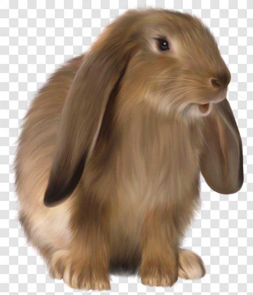 Domestic Rabbit Easter Bunny Hare - Whiskers - Pictures Transparent PNG