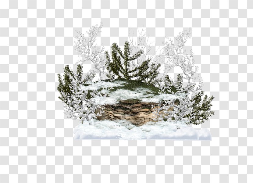 Fir Christmas Tree Spruce Ornament Day - Branch Transparent PNG