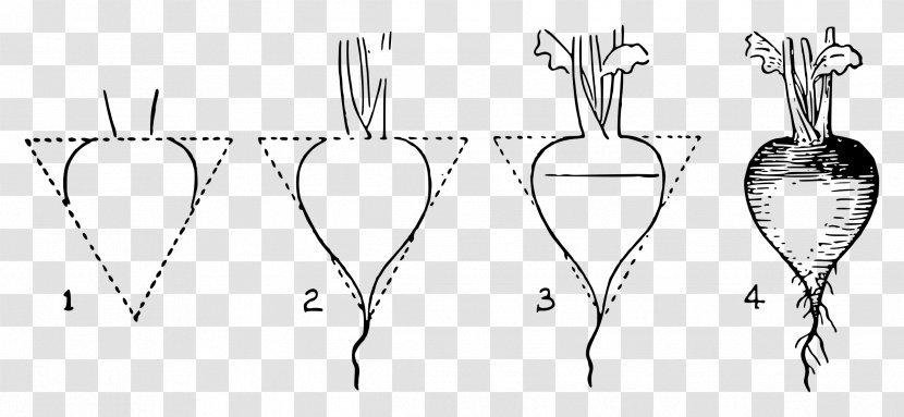 Drawing Clip Art - Frame - Radish Transparent PNG