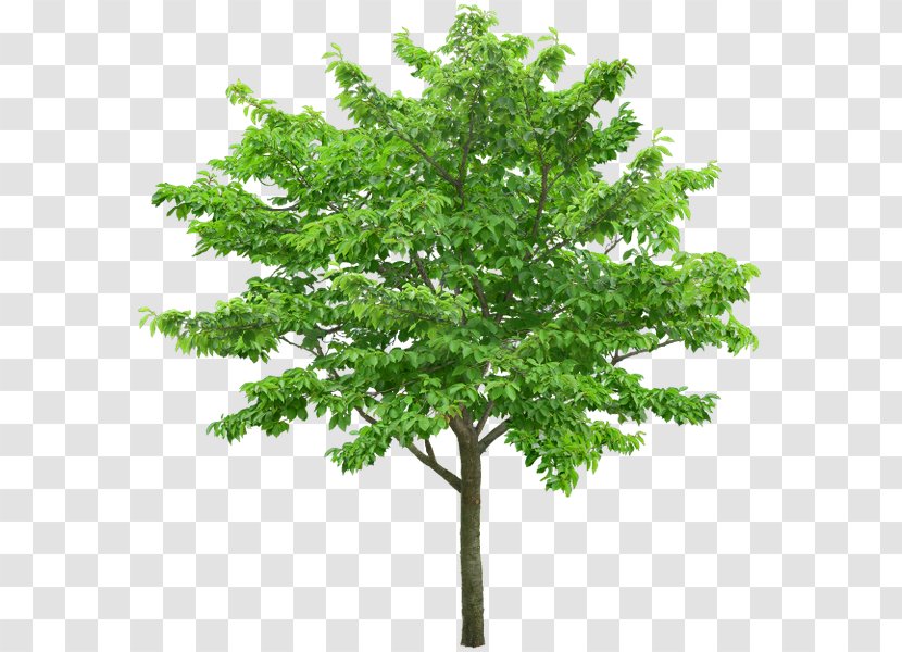 Tree Stock Photography Branch - Plant Transparent PNG
