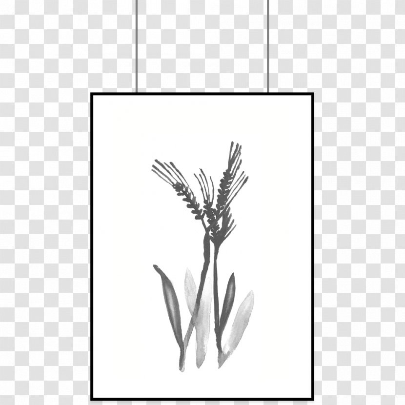 Plant Grasses /m/02csf Black Pine Cone Tree - Grass - Dandelion Transparent PNG