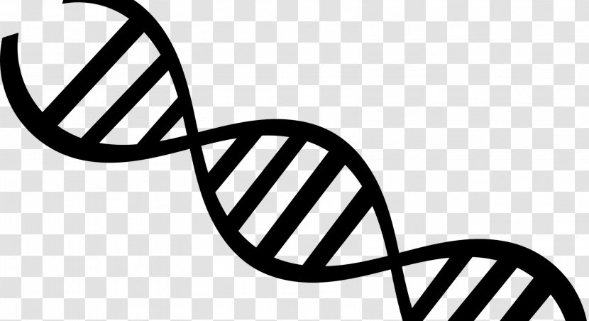 DNA Transparency Nucleic Acid Double Helix Clip Art - Dna Replication - Genetics Transparent PNG