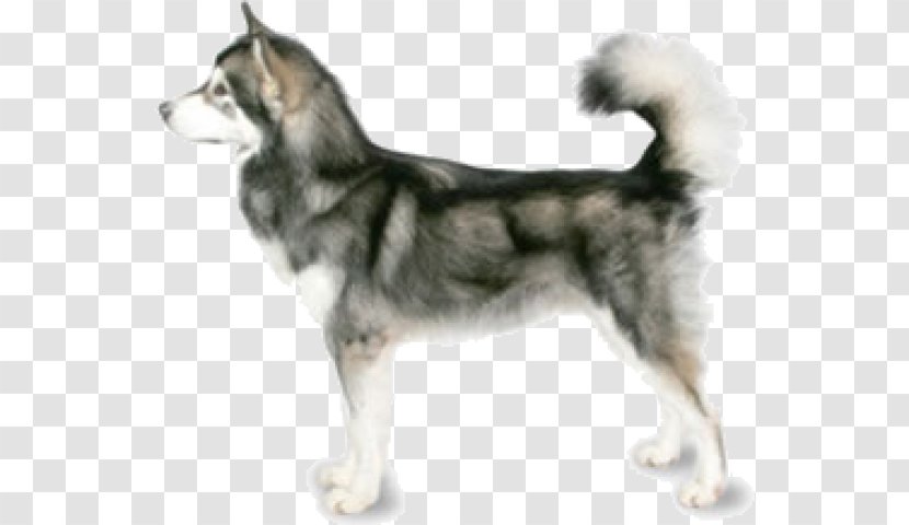 Alaskan Malamute Husky German Shepherd Akita Klee Kai - Dog Like Mammal - Tamaskan Transparent PNG