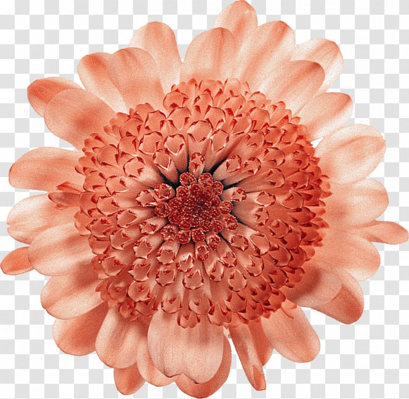 Cut Flowers Floral Design Transvaal Daisy Chrysanthemum - Ni - Flower Transparent PNG