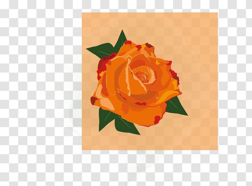 Garden Roses Flower - Peach - Rose Transparent PNG