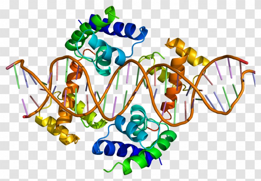 Pituitary-specific Positive Transcription Factor 1 Protein POU Domain Cell - Chromatin Immunoprecipitation - Mapping Transparent PNG