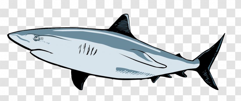 Requiem Shark Great White Clip Art - Automotive Design - Vector Material Transparent PNG