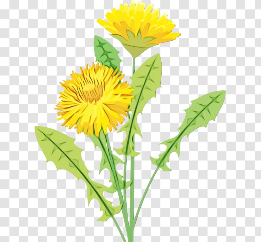 Flower Dandelion Yellow Plant English Marigold - Paint - Herb Hawkweed Transparent PNG