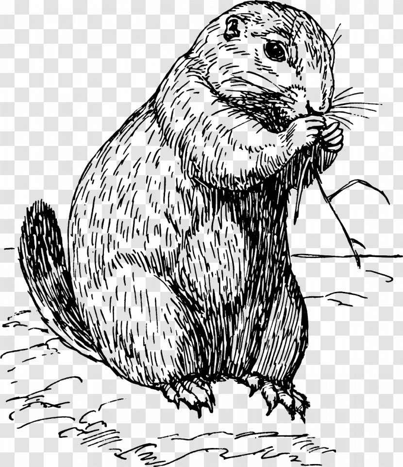 Black-tailed Prairie Dog Rodent White-tailed Clip Art - Black And White Transparent PNG