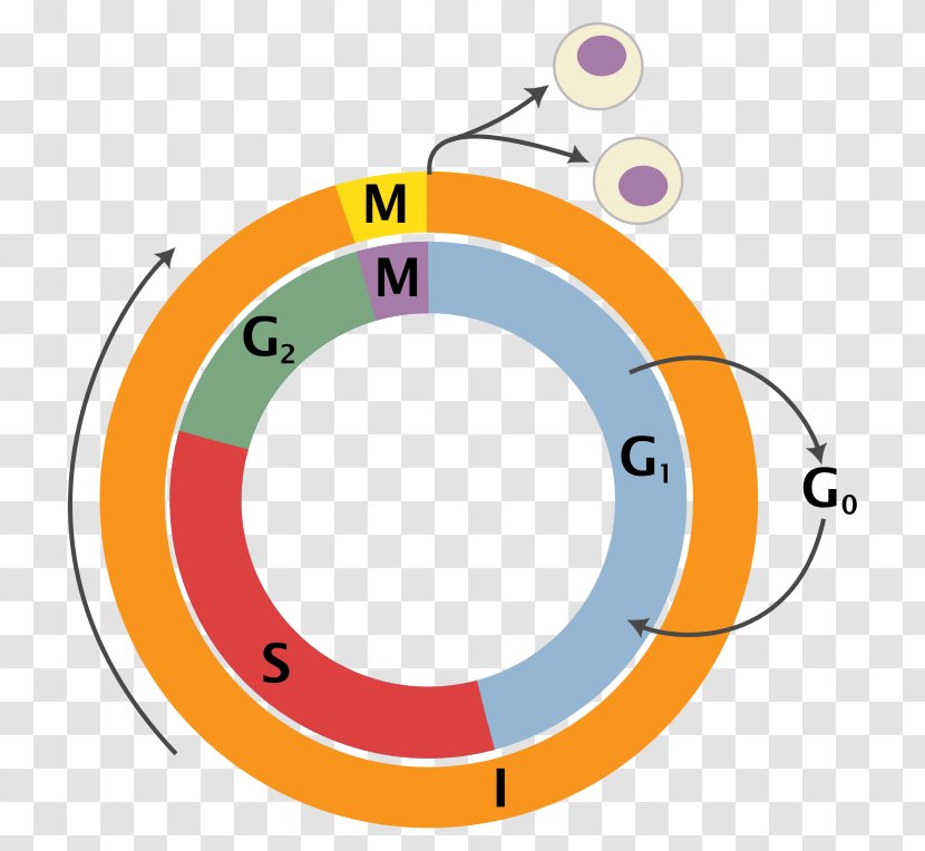 Cell Cycle Division Mitosis Interphase - G1 Phase - Life Science Pictures Transparent PNG