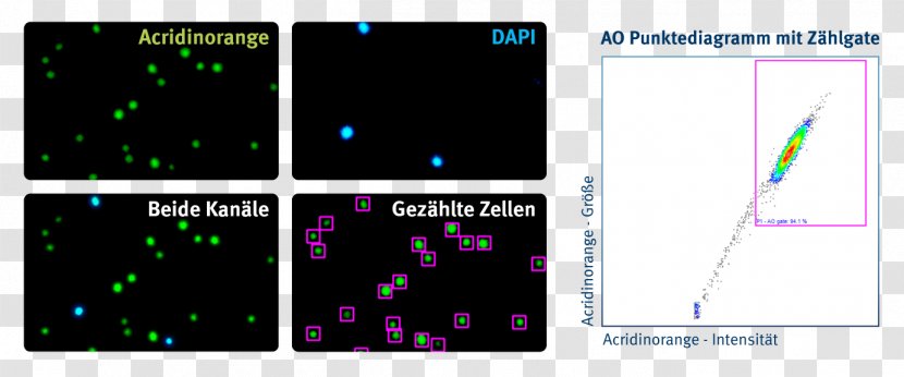 Chemometec Viabilität Acridine Orange Research Display Device - Area M Airsoft Koblenz - Mcf7 Transparent PNG