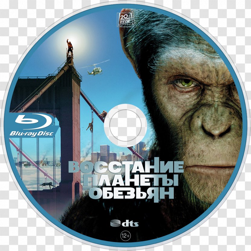 Caesar Planet Of The Apes Film Hollywood - Dawn Transparent PNG