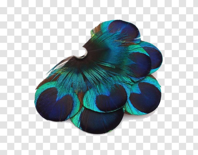 Feather Peafowl Designer - Vecteur - Fan Transparent PNG