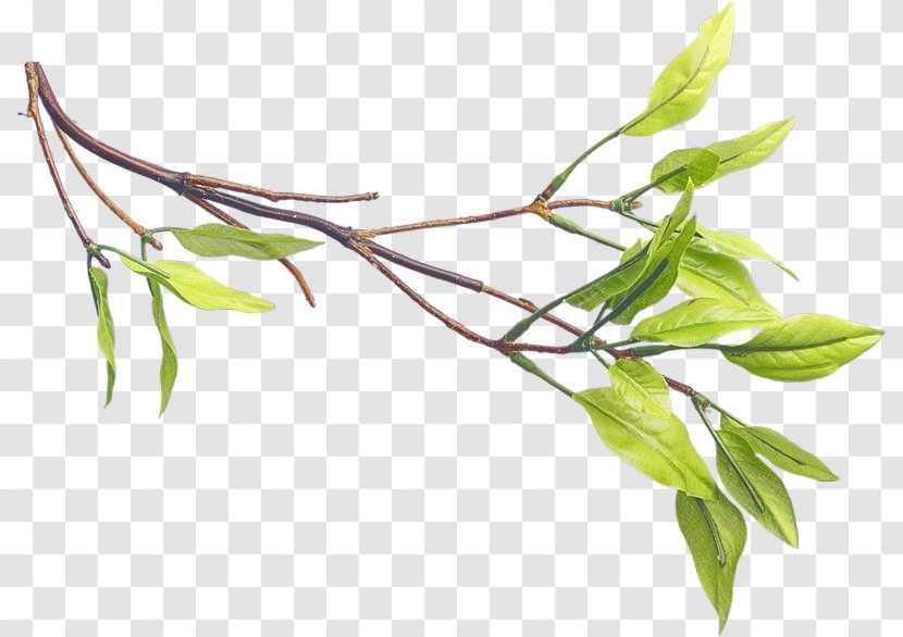 Green Tea Leaf Cloud - Bud - A Leaves Transparent PNG