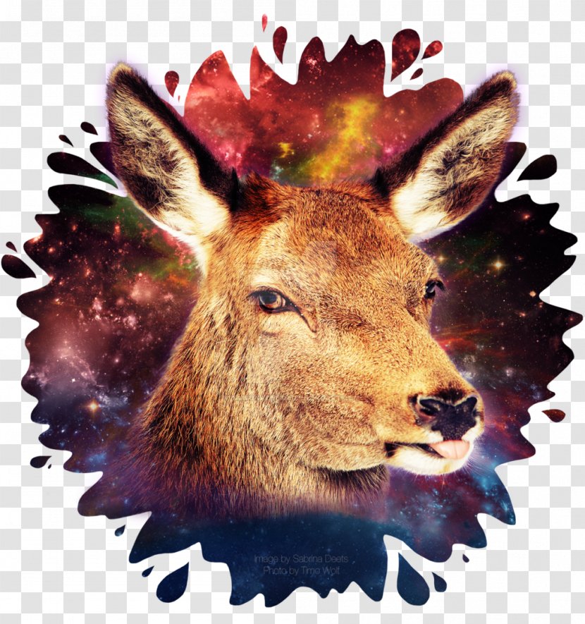 Reindeer Antler Fauna Wildlife - Galaxy Transparent PNG