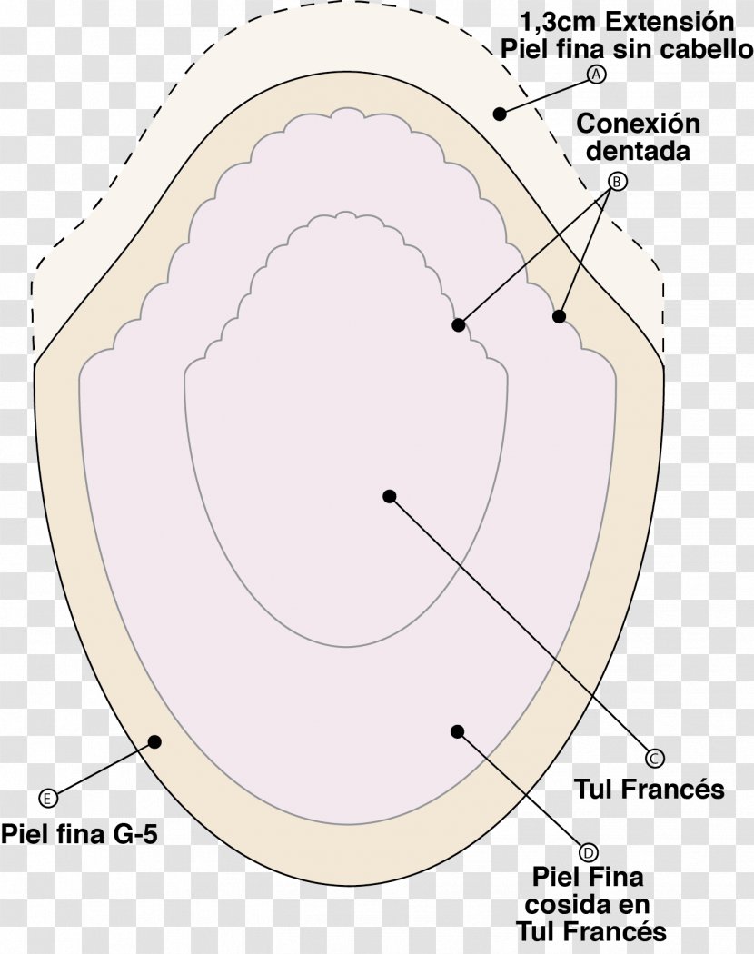 Prótesis Capilar Circle Angle Diagram Area - Flower - Geometrix Transparent PNG