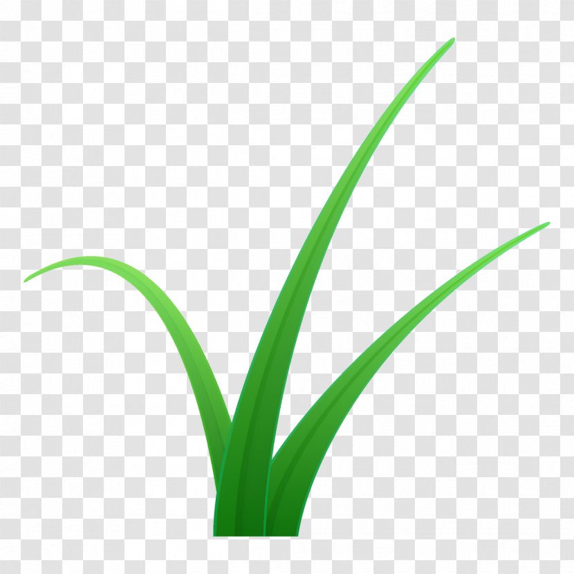 Plant Green Flower Leaf Grass - Flowering - Stem Terrestrial Transparent PNG