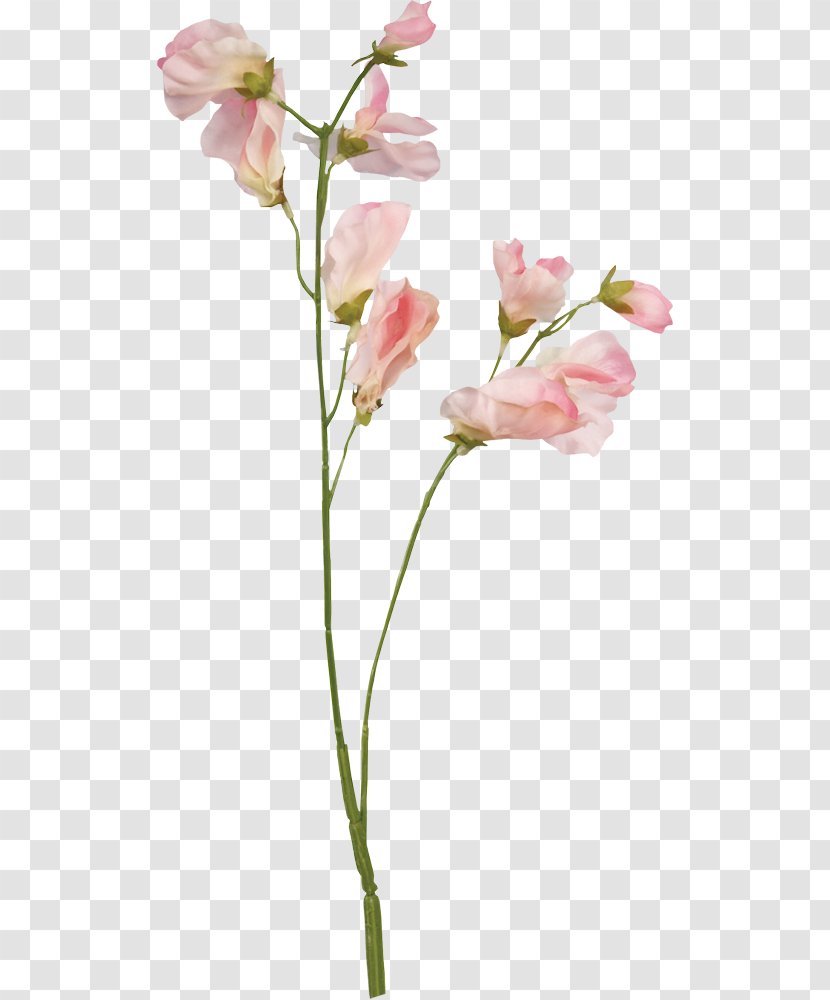 Sweet Pea Flower Floral Design Botanical Illustration - Plant Stem Transparent PNG