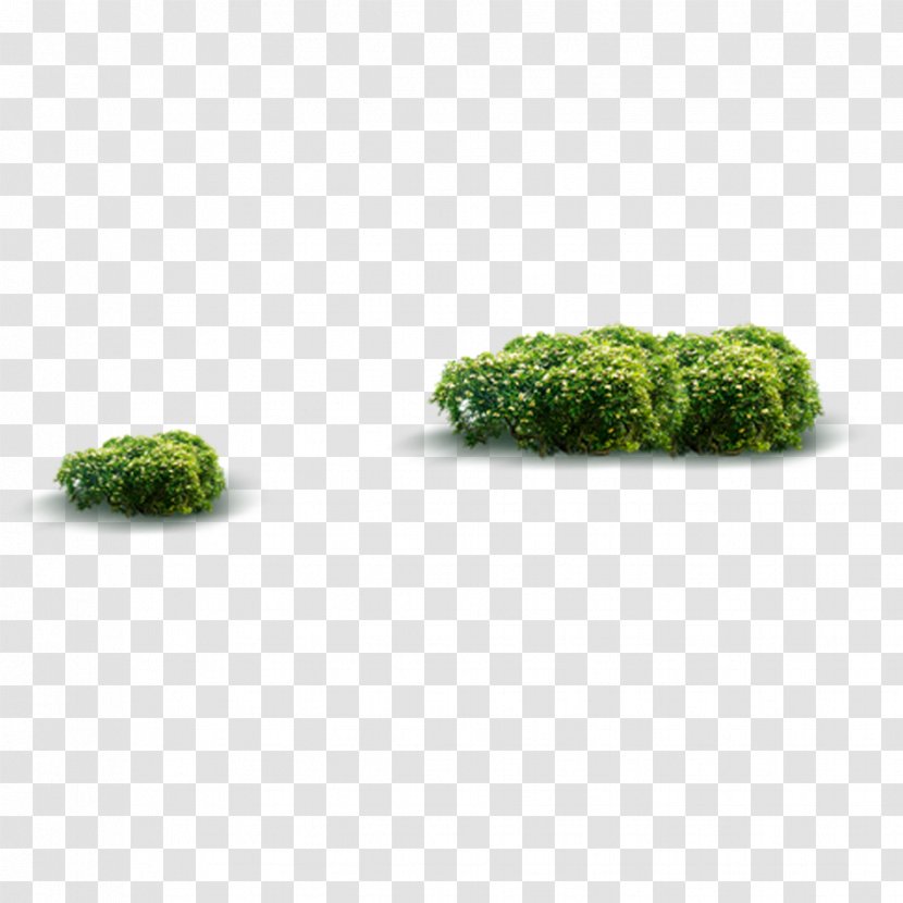 Shrub Gratis Lawn Download - Tree - Decoration Jungle Transparent PNG