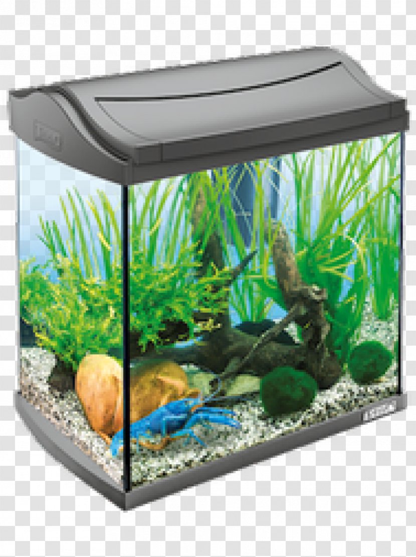 Aquariums Tetra Fishkeeping Aquarium Filters - Betta Transparent PNG