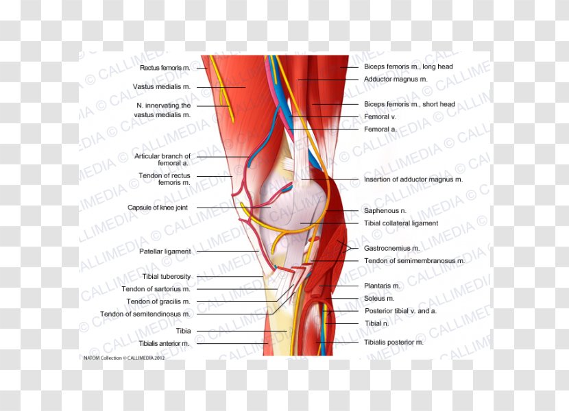 Nerve Knee Muscle Blood Vessel Muscular System - Watercolor - Lymphatic Transparent PNG