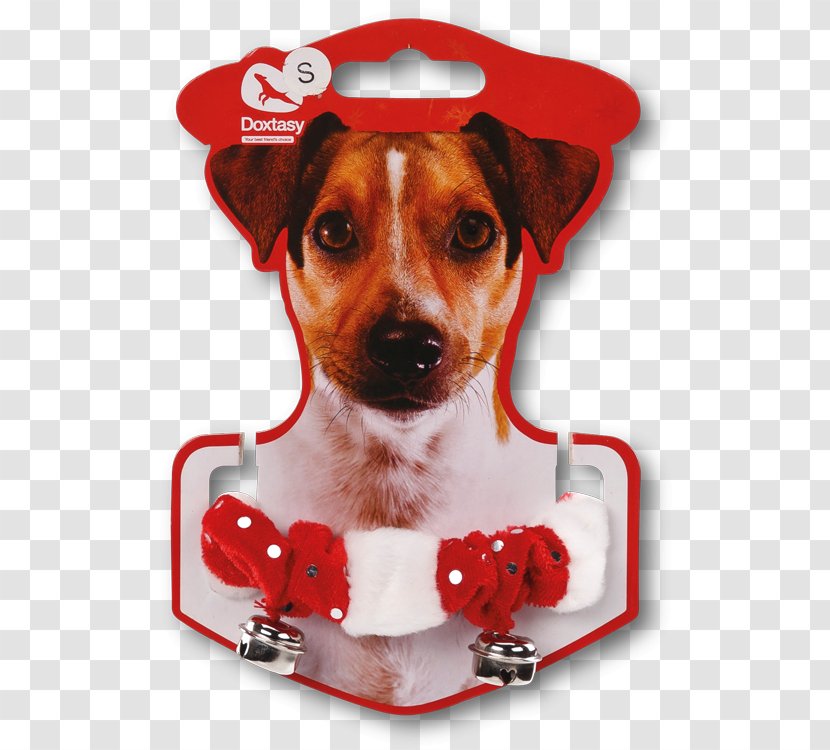Dog Breed Rat Terrier Toy Fox Jack Russell - Snout - Hunde Transparent PNG