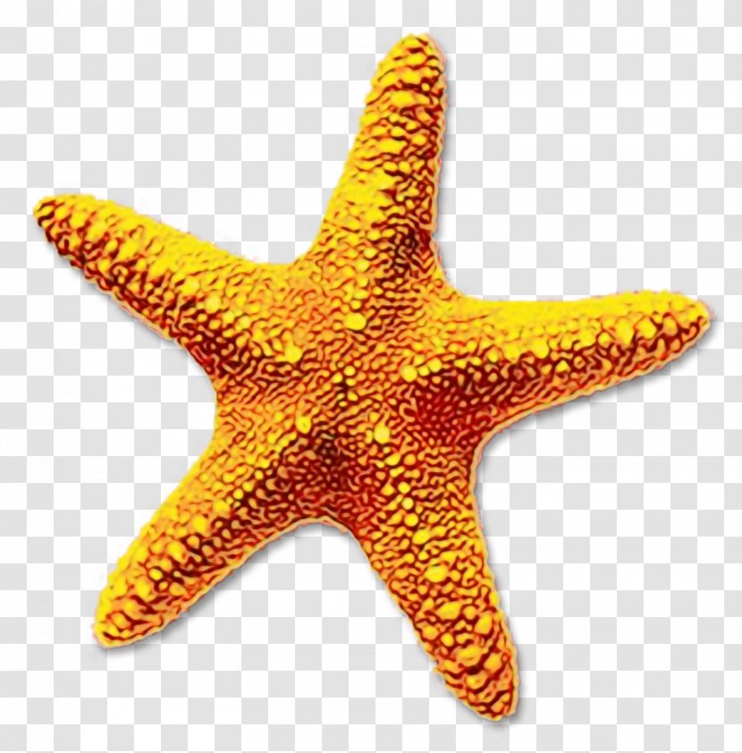 Summer Background Design - Starfish - Star Web Transparent PNG