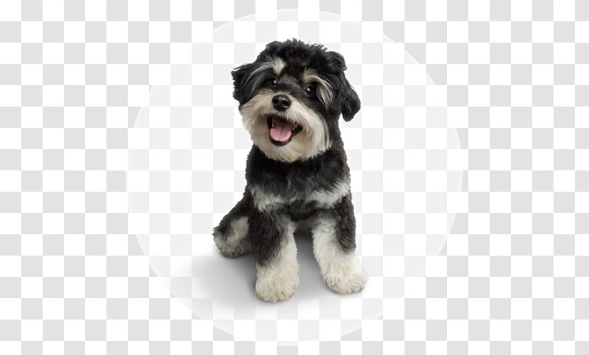 Miniature Schnauzer Schnoodle Standard Morkie Puppy - Dog Like Mammal Transparent PNG