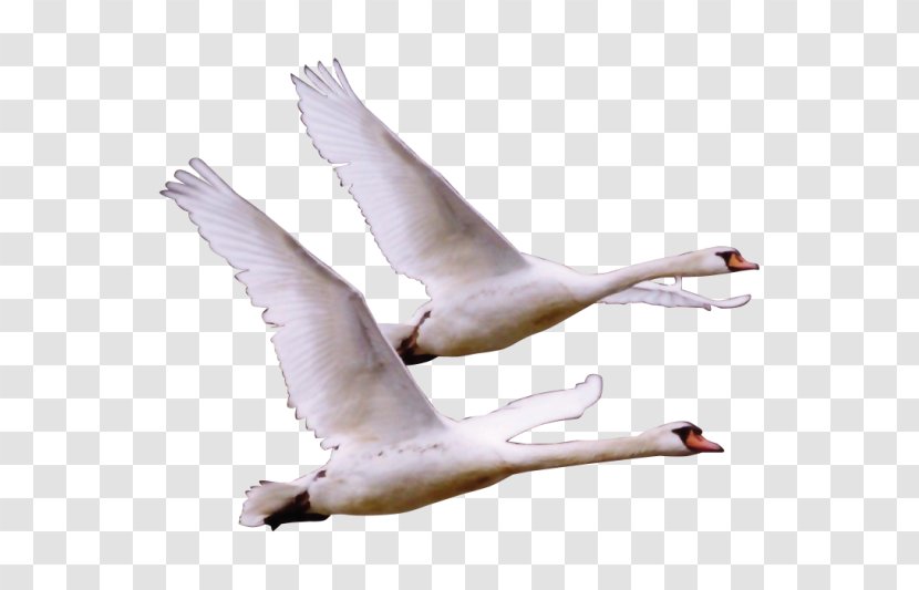 Bird Crane Cygnini Duck Goose - Heart - White Transparent PNG