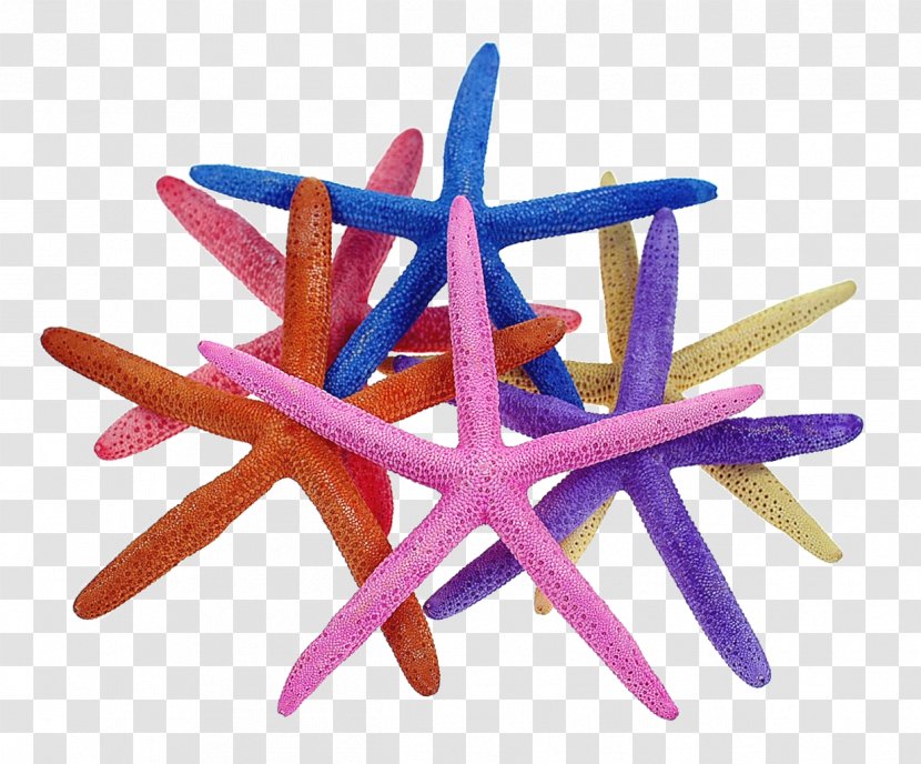 Starfish Purple Bijou Wholesale Souvenir Transparent PNG