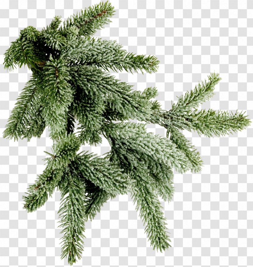 Spruce Branch Tree Pine Photography Transparent PNG