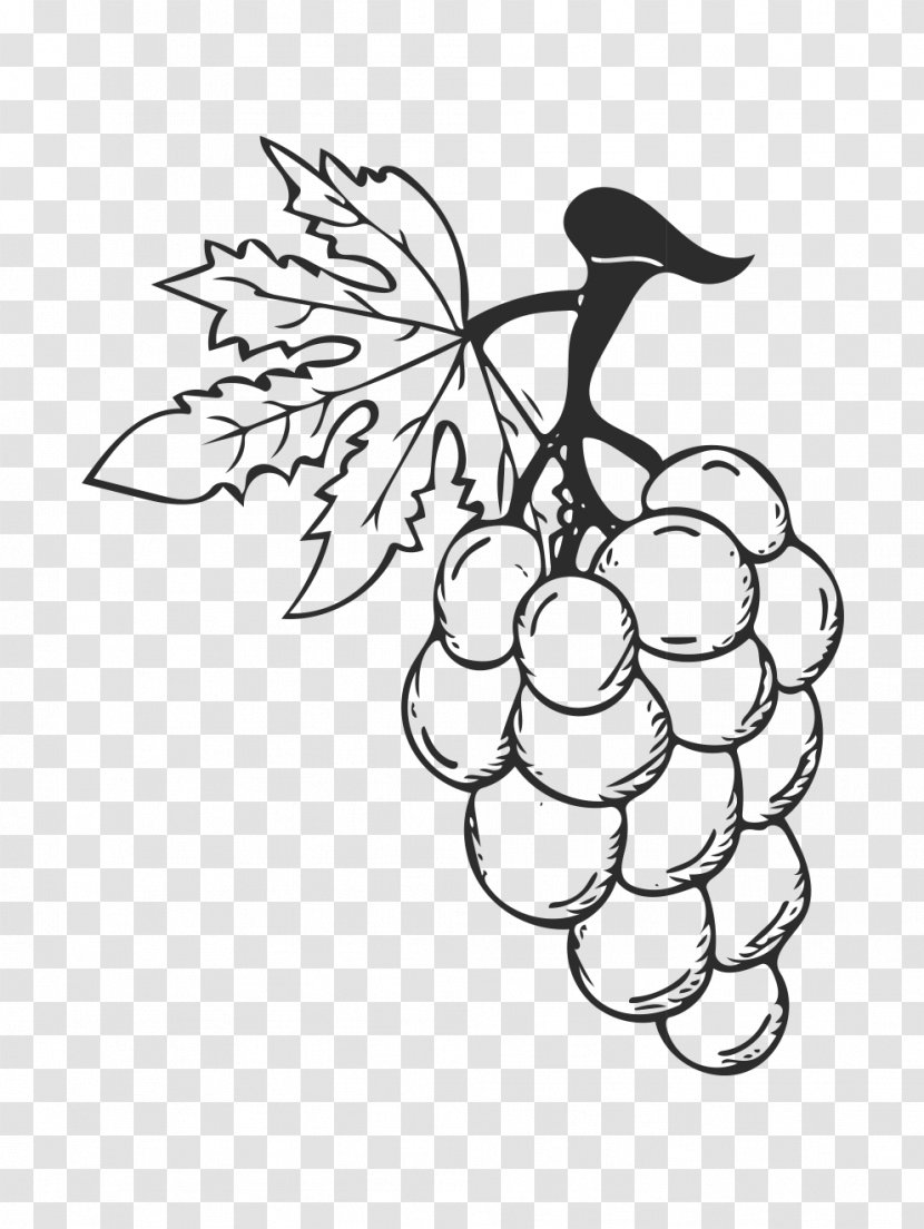 Red Wine Grape - Grapevine Family - Cartoon Painted Fruit Transparent PNG