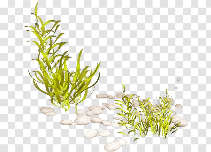 Seaweed Aquatic Plants Clip Art - Sea - Organism Transparent PNG