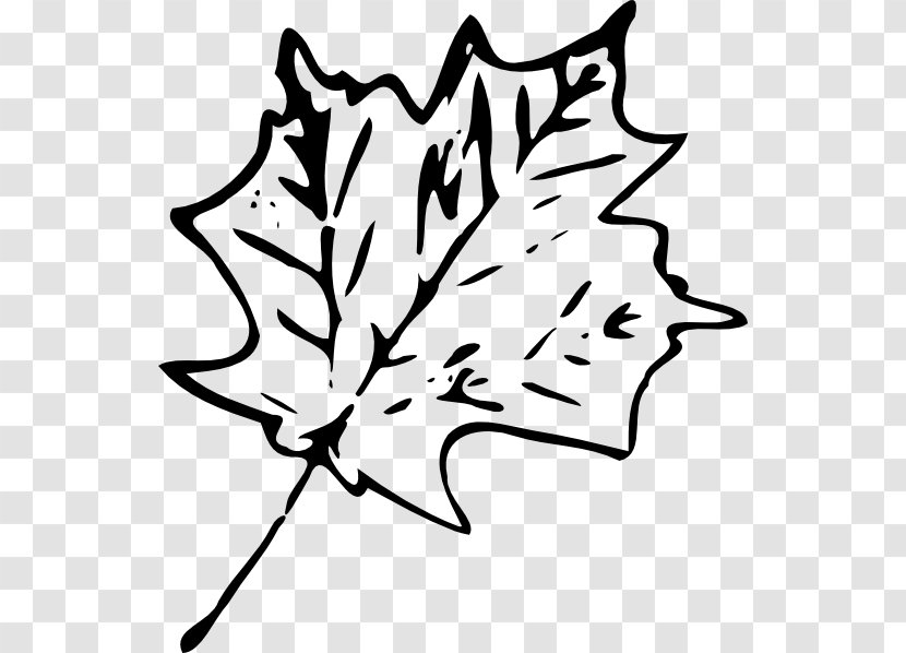 Maple Leaf Drawing Green Clip Art Transparent PNG