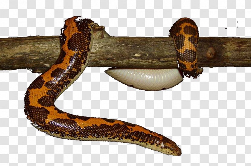 Boa Constrictor Kingsnakes Terrestrial Animal - Snake - South Side Serpents Transparent PNG