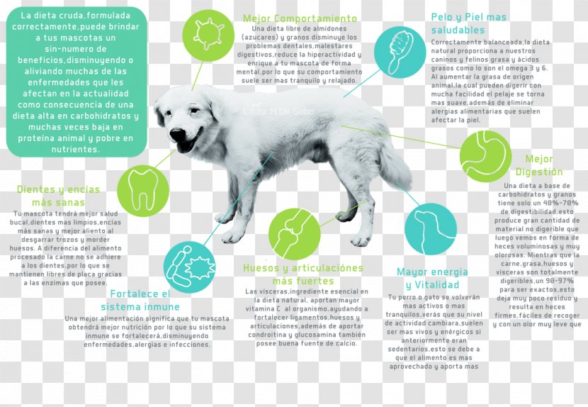 Dog Breed Puppy Canidae Pet - Carnivoran - Benefits Of Raw Garlic Transparent PNG