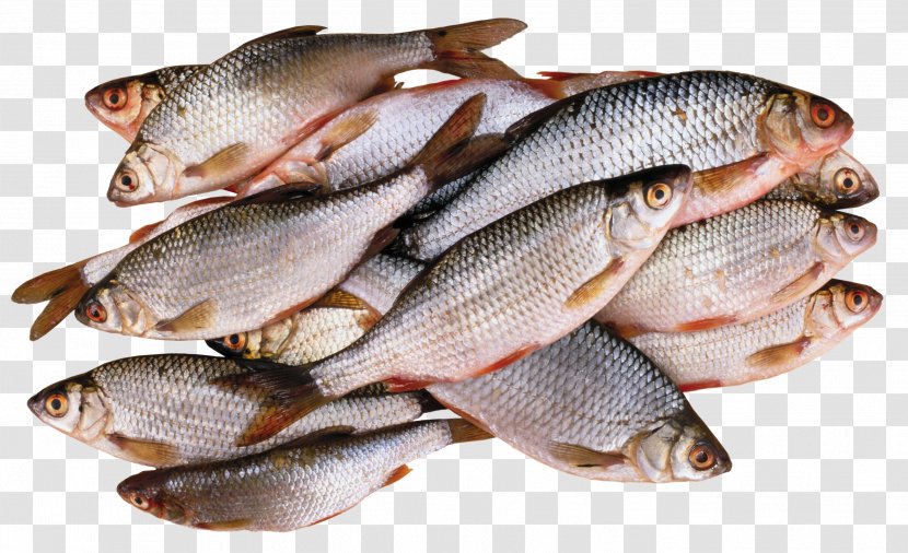 Tilapia Fish - Stockfish Transparent PNG