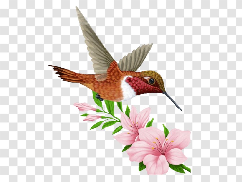 Hummingbird Bird Organism - Beak Transparent PNG