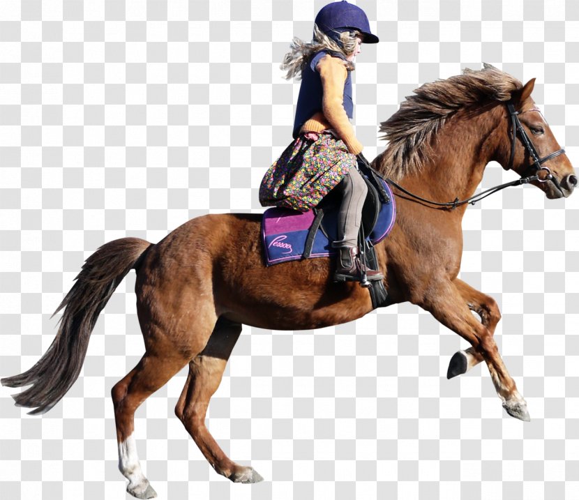 Equestrian Riding Horse Bystrzyca Clip Art - Western - Rider Transparent PNG