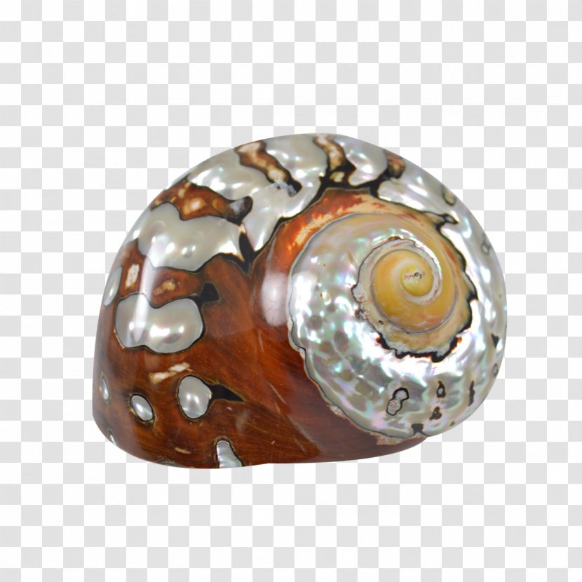 Seashell Turbo Sarmaticus Snail Petholatus Jewellery - Spiral Transparent PNG