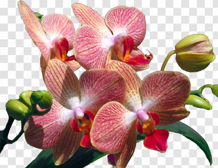 Flower Orchids - Magenta - Orchid Transparent PNG