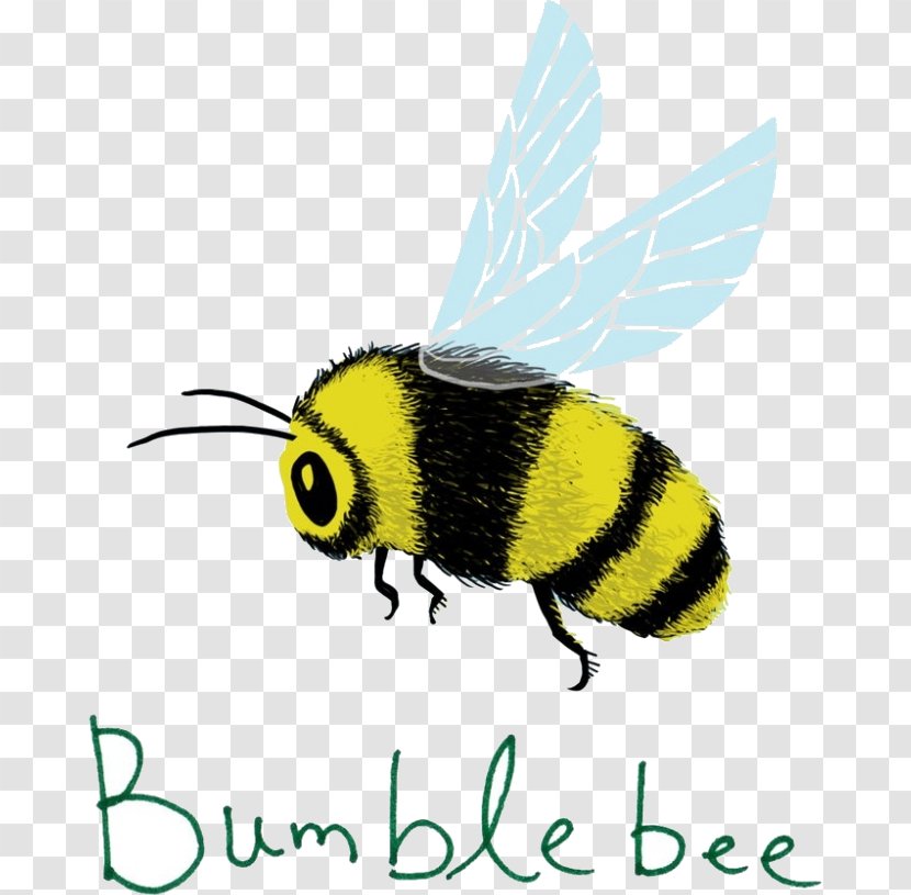 Bumblebee - Pest - Wasp Transparent PNG