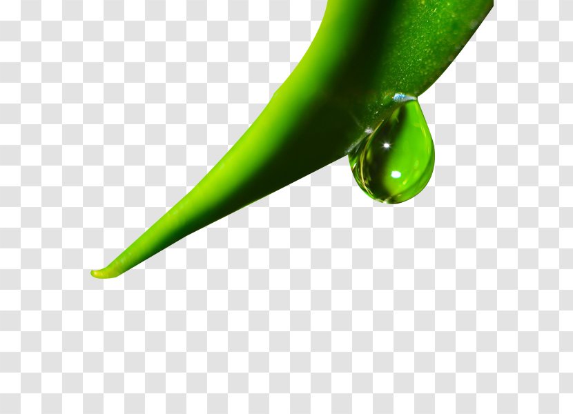 Drop Download - Close Up - Aloe Dew Drops Transparent PNG