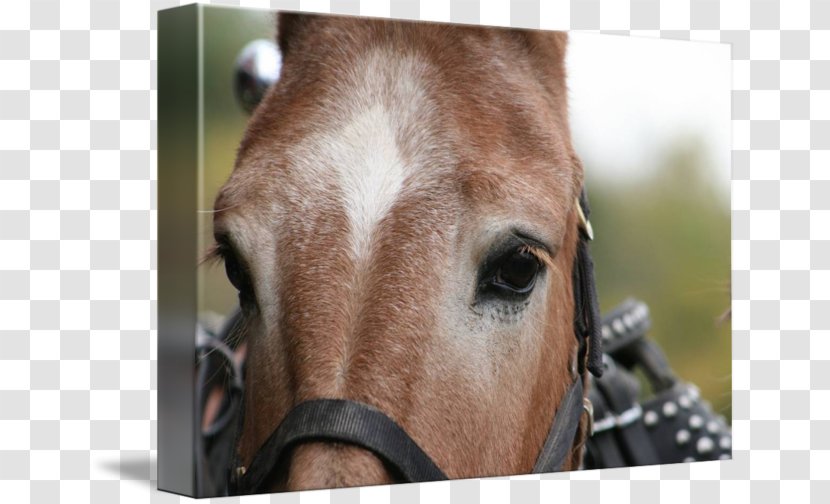 Halter Mane Rein Bridle Pack Animal - Mule Transparent PNG