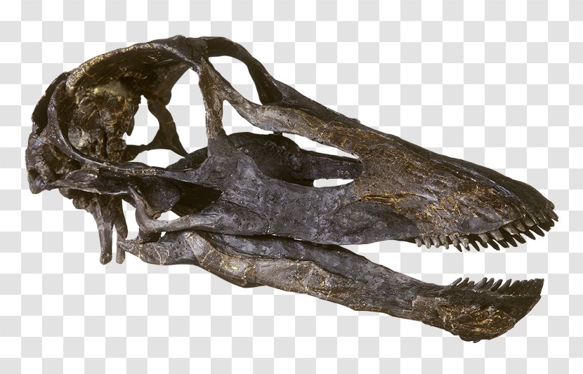 Diplodocus Camarasaurus Skull Kaatedocus Brontosaurus - Biological Classification Transparent PNG