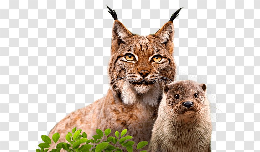 Cat Whiskers Eurasian Lynx Wildlife Conservation Animal - Theaterical Transparent PNG