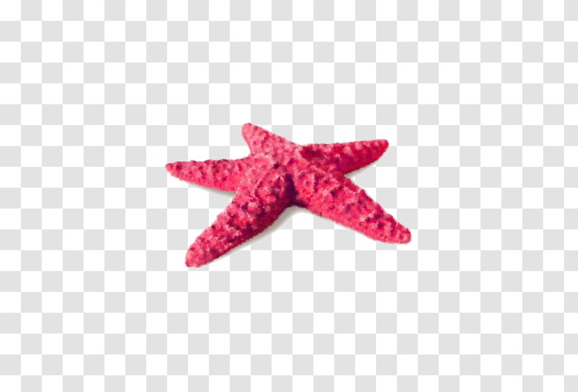 Starfish Sea - Snail - Red Transparent PNG