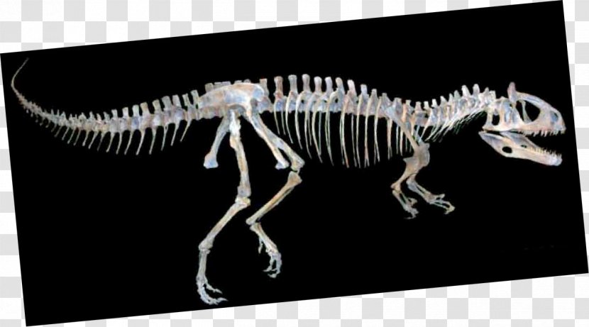 Tyrannosaurus Cryolophosaurus Skeleton Velociraptor Orton Geological Museum - Dinosaur Transparent PNG